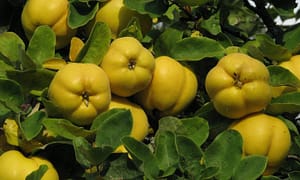 Quince Farming in India - How to Grow Quince Plant