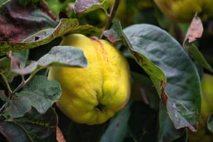 Quince Farming in India - How to Grow Quince Plant