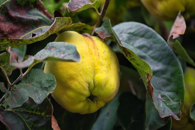 Quince Farming in India - How to Grow Quince Plant