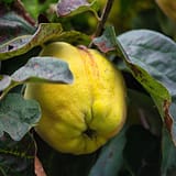 Quince Farming in India - How to Grow Quince Plant