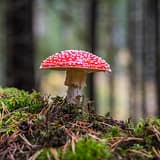 Buy shroom capsules online