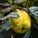 Quince Farming in India - How to Grow Quince Plant